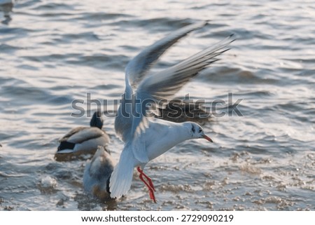 A white seagull in dynamic flight over choppy water, illuminated by soft daylight. In the background, the blurred silhouettes of ducks bobbing on the waves are visible.
