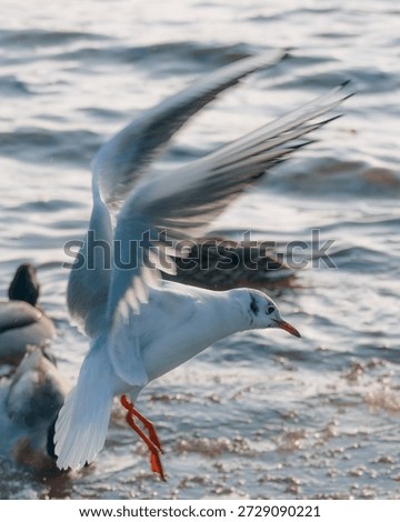 A white seagull in dynamic flight over choppy water, illuminated by soft daylight. In the background, the blurred silhouettes of ducks bobbing on the waves are visible.