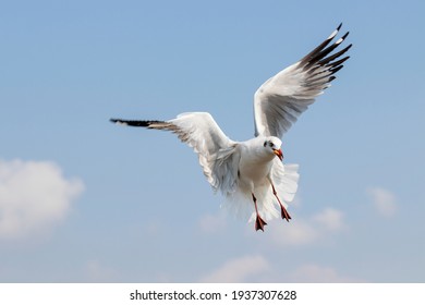 A white seagull eating food from the hands of a tourist