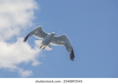 Una gaviota blanca en