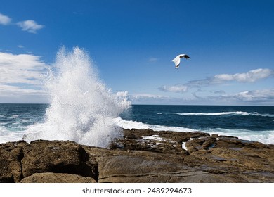 A white seagull in flight soaring above a crashing wave in the ocean against a backdrop of rocky coastline - Powered by Shutterstock