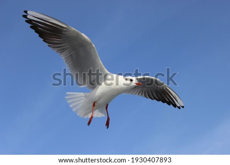 the white seagull flying in the air spreads its wings