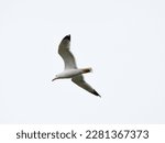 White seagull flying with wings spread isolated on white background. Clearly show full body, white feather texture and black wings tip. Flying Seagull, Symbol of Freedom Concept