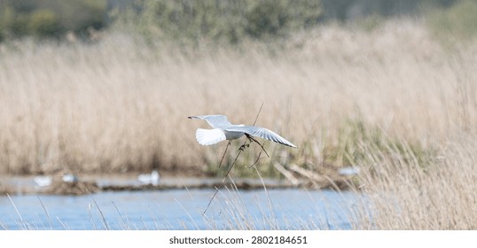 A white seagull gracefully soars through the air above a calm body of water, surrounded by tall, dry reeds