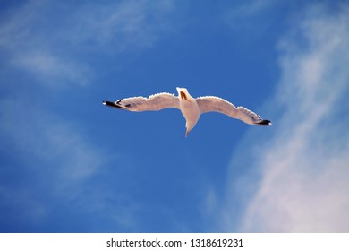 White Seagull on blue Sky with Clouds