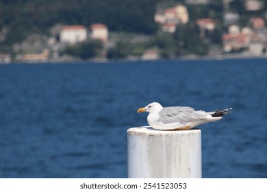 A white seagull perched atop a wooden post overlooking a tranquil body of water - Powered by Shutterstock