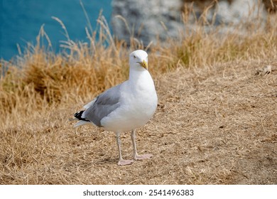 A white seagull perched on a grassy cliff overlooking a tranquil body of water - Powered by Shutterstock