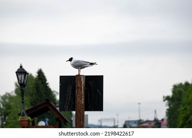 a white seagull sits sideways on a road sign stained with droppings against a background of lanterns, trees and a cloudy sky