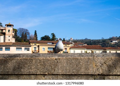 White Seagull Sitting On The Stone Bannister With A City Background - Image