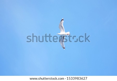 Similar – Image, Stock Photo Bye bye, summer Seagull