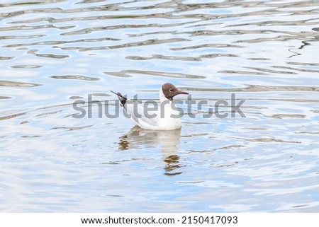 White seagull swimming along water pond sea river ocean surface macro