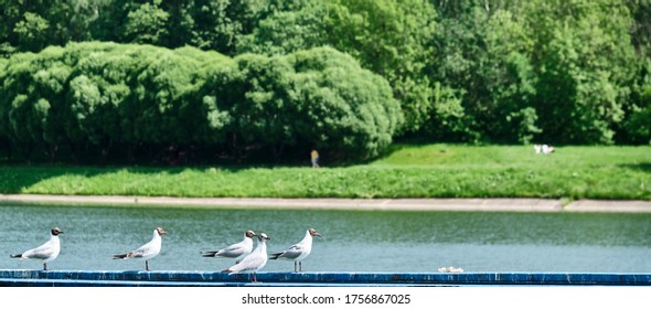 White Seagulls Sit On The Wharf