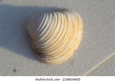 White Seashell Macro Closeup On A Table
