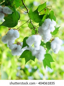 White Seed Cotton Plant