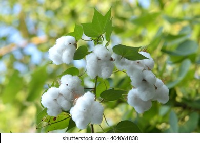White Seed Cotton Plant
