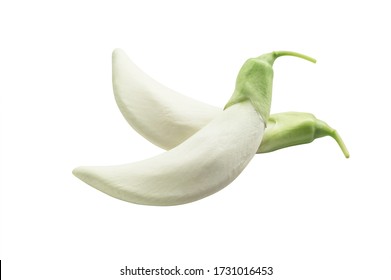 White Sesbania grandiflora on white background ( with clipping path) - Shutterstock ID 1731016453