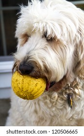 White Shaggy dog with yellow ball in mouth closeup - Shutterstock ID 120506665
