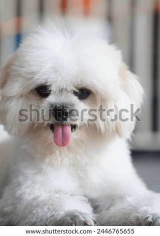 white, shaggy maltese shihtzu dog looking at the camera