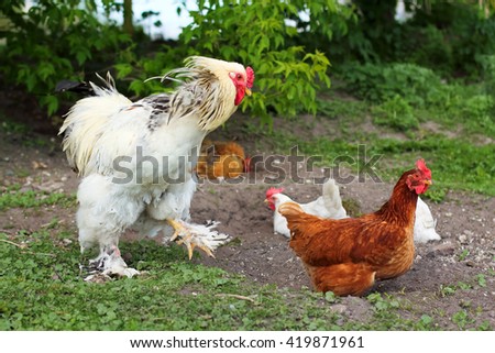 Chickens on meadow. Food