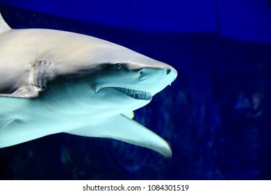 White Shark In Aquarium