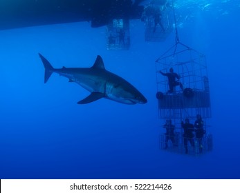 White Shark And Cage