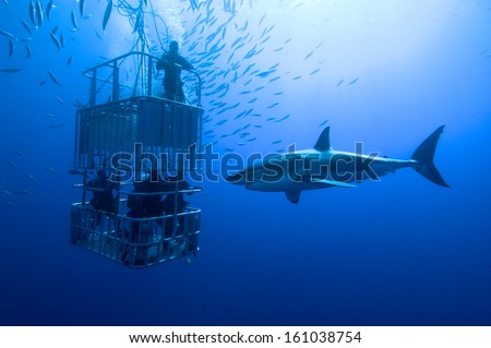 White shark, cage / great white shark swims around the cage