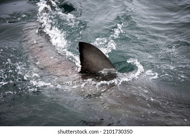 434 Shark stick Images, Stock Photos & Vectors | Shutterstock