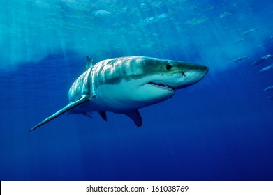 White Shark / Great White Shark From Guadalupe Iceland In The Deep Blue Water