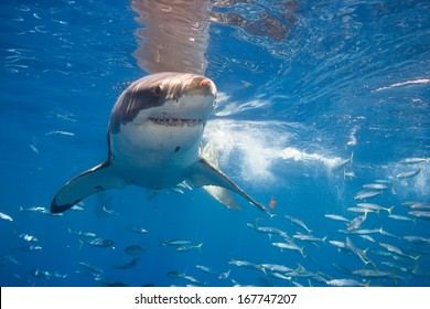 White Shark Near Surface.