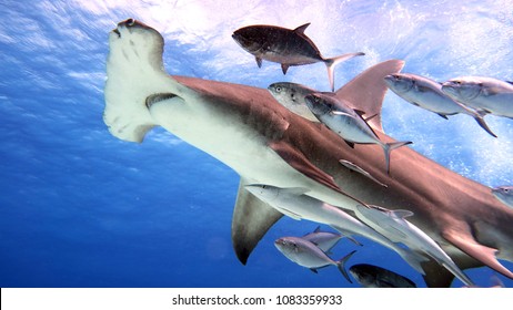 White Shark Swimming Looking Prey Eat Stock Photo 1083359933 | Shutterstock