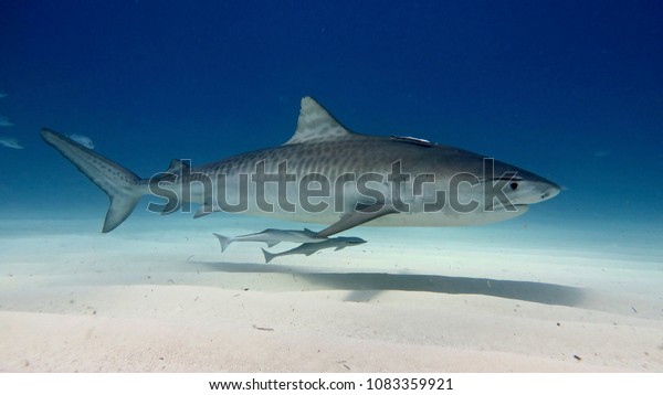 海の深い青の中で泳いで餌食を探している白いサメ の写真素材 今すぐ編集