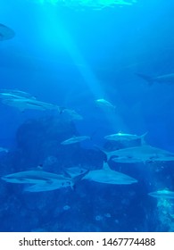 White Shark Tank , Thailand