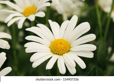 White Shasta Daisy