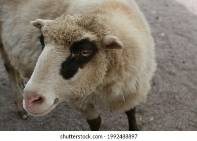 White sheep with black eyes