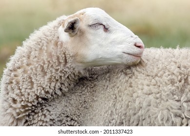 White sheep up close, eyes closed, as if dreaming. Sheepskin coat can be seen in detail.
