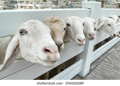 White sheep crowd in the classic farm, Thailand.