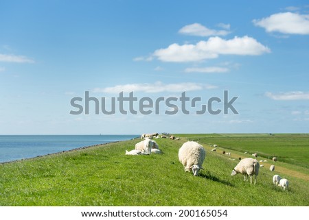 White sheep at the dike on Dutch wadden island Terschelling