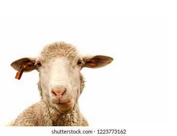 A white sheep, face only, chewing, looking at camera, isolated, against white  background, copy space