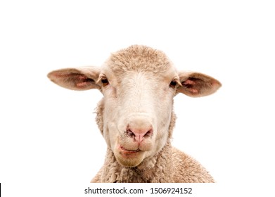 A white sheep, face only, chewing, looking at camera, isolated, against white  background, copy space, clean edit, 