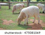 white sheep in farm