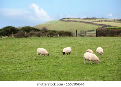 white sheep graze in the meadow and the concept of economics, agriculture, sheep breeding