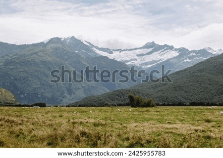 White sheep graze in New Zealand countryside green grass land under snow covered Mt. Aspiring and wispy white cloud sky 