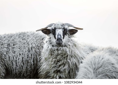 white sheep isolated. sheep head