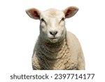 White sheep, lamb looking frank and cute, isolated on white, headshot in front view