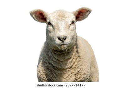 White sheep, lamb looking frank and cute, isolated on white, headshot in front view