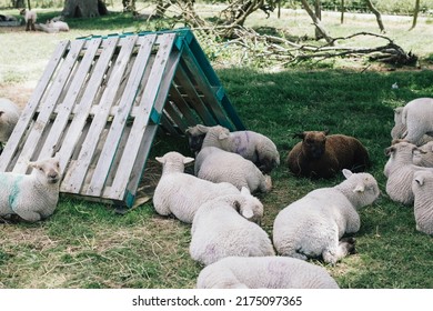 White Sheep Laying In Field With One Black Sheep