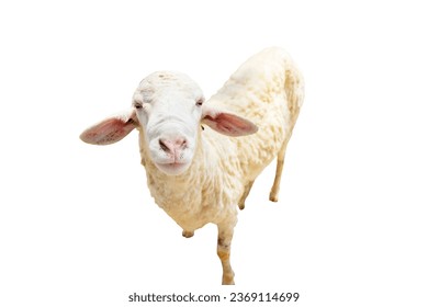 White sheep looking at the camera isolate on white background.