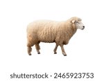 A white sheep on white background