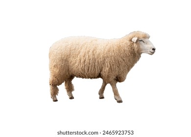 A white sheep on white background