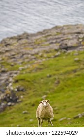 A white sheep on the blue sea and grass cliff background